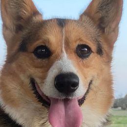 American Corgis from Hoppin’ B Corgis