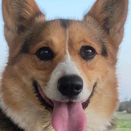 American Corgis from Hoppin’ B Corgis