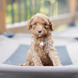 Gray collar - Red  male Goldendoodle puppy in Spokane, Washington from Doodle Love