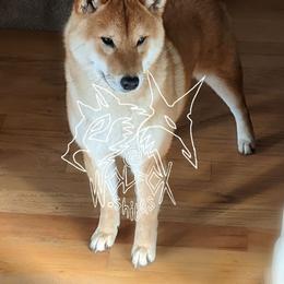Shiba Inu puppies from WOLFOX shiba inu