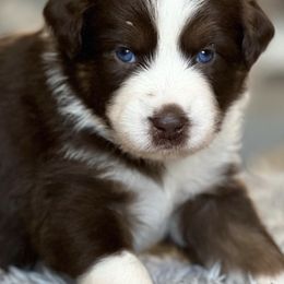 Australian Shepherds from Otter Dog Aussies