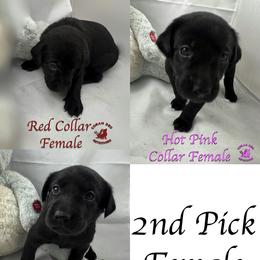 Second Pick Female - Black female Labrador Retriever puppy in Greater Houston Area, Texas from Coram Deo Retrievers