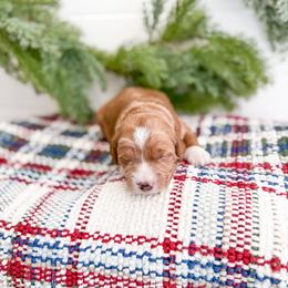 Coldbranch - Red  female Goldendoodle puppy in Greencastle, Indiana from Willow & Co.