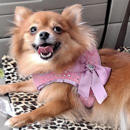 Pomeranians from Sugar Butt Poms