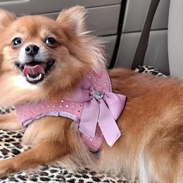 Pomeranians from Sugar Butt Poms