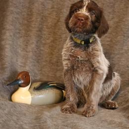 Yellow - Brown and gray female Wirehaired Pointing Griffon puppy in Afton, Wisconsin from Daehler's Wirehaired Pointing Griffons