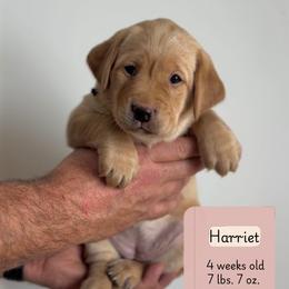 Harriet - Yellow female Labrador Retriever puppy in Lonsdale, Minnesota from Cedar Ridge Labradors