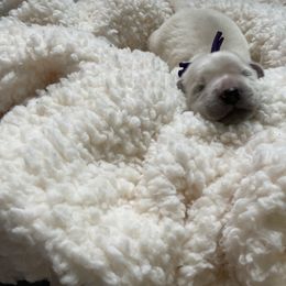 Girl 2 - Golden Retriever puppy in Butte, Montana from Snow Walker Goldens