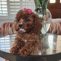 Dahlia - Red female Cavapoo puppy in Temecula, California from Designer Doodles