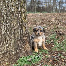 Miniature Australian Shepherd Puppies from Garrett’s Ridge Farm