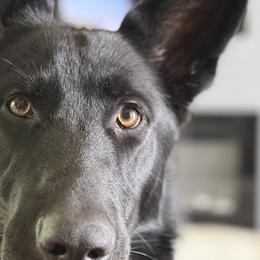 Natasha - German Shepherd