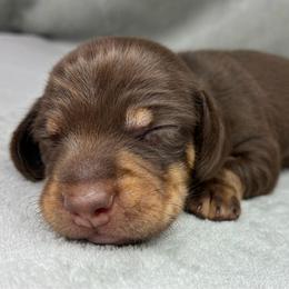 Male 1 - Chocolate and tan male Dachshund puppy in Birmingham, Alabama from LongBottomDachshunds