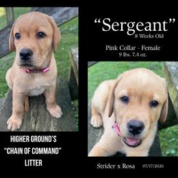Sergeant Pink - Yellow female Labrador Retriever puppy in Eaton Rapids, Michigan from Higher Ground Labradors
