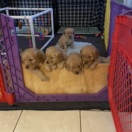 Golden Retriever Puppies from Sydney’s Goldens