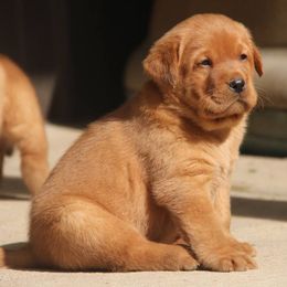 Labrador Retriever Puppies from Ivy Leash Labradors