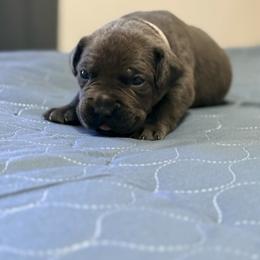 Pink Collar - Black female Cane Corso puppy in Sullivan, Missouri from Midwest Cane Corso in Action