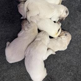 Boy 3 - Light golden male Golden Retriever puppy in Marshfield, Missouri from Charm Puppies