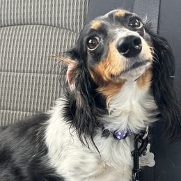 Dachshunds from LC's Doxie Central