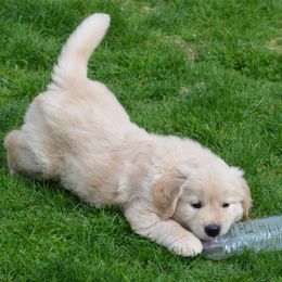 Golden Retriever Puppies from Sunburst Goldens