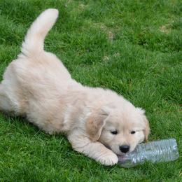 Golden Retriever Puppies from Sunburst Goldens