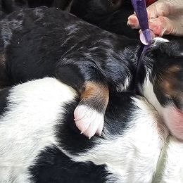 Bernedoodles from So Adoodable