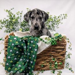 Elise - Merle female Great Dane puppy in Brooksville, Florida from Follow My Lead Great Danes