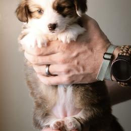 Riley - Sable female Pembroke Welsh Corgi puppy in South Otselic, New York from Ridge Top Corgis