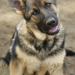 German Shepherd Puppies from Auf der Marquis German Shepherds