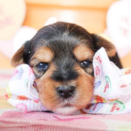 Sammy - Black and gold male Yorkshire Terrier puppy in Hugo, Oklahoma from Ann R.