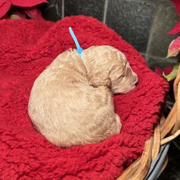Goldendoodle Puppies from S_and_b_doodles