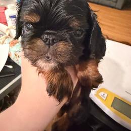 Tigerlilly - Black and tan female English Toy Spaniel puppy in Pennsylvania from Enchanting Charlies