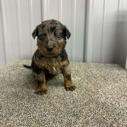 Purple - Harlequin female Beauceron puppy in Floyd’s Knobs, Indiana from Birdwing Beaucerons
