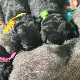 Cane Corso Puppies from Killing Joke Kennels, LLC