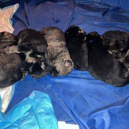German Shepherd Puppies from Mission K9
