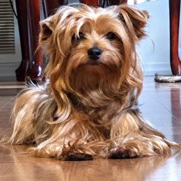 Rosie - Yorkshire Terrier