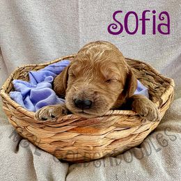 Goldendoodle Puppies from R&L Goldendoodles