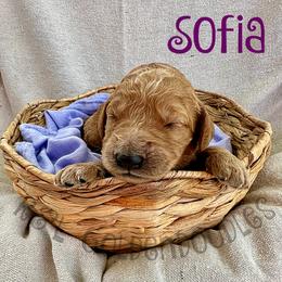 Goldendoodle Puppies from R&L Goldendoodles