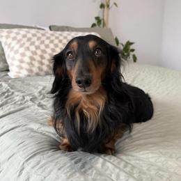 Dachshund Puppies from Dachshundsnextdoor