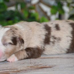 Annie - Red merle female Miniature Australian Shepherd puppy in Lowgap, North Carolina from Baileys Mini Aussies