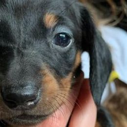 Dachshunds and Maltese from Sweet Miniature Dachshunds