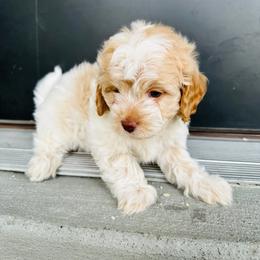 Poodle Puppies from Caboodles Of Poodles