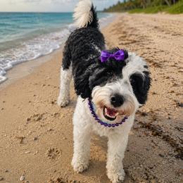 Athena - Bernedoodle