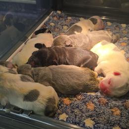 Lilac and tan male - Liver male French Bulldog puppy in Tuscaloosa, Alabama from J & J classic frenchies