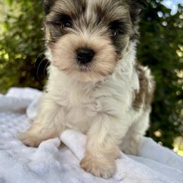 Mia - Chocolate tan and white female Biewer Terrier puppy in Bunnell, Florida from Royal Biewer and Royal Aussies