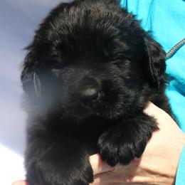 Dallas - Black male Newfoundland puppy in Kimball Twp, Michigan from Pine River Newfoundlands