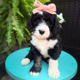 Sally - Black and white female Sheepadoodle puppy in Danville, Indiana from Marley’s Doodle Ranch