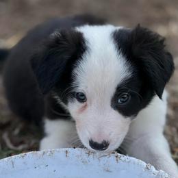 Alex - Black and white male Border Collie puppy in Washburn, Missouri from BS Farms