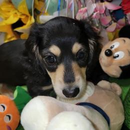 Nessie (Dapple Mc) - Black and cream female Dachshund puppy in Terlton, Oklahoma from CLARK'S BREEDING PROGRAM