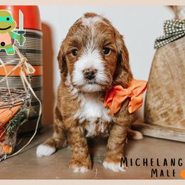 Michelangelo - Red  male Goldendoodle puppy in Hilton, New York from The House of Goldendoodle
