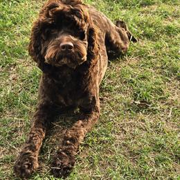 Annie - Cockapoo